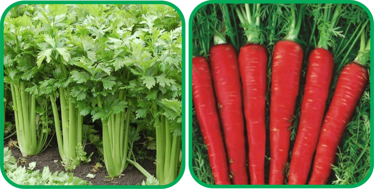     			Aero Seeds Red Carrot ( 200 Seeds) And Celery ( 100 Seeds) Vegetable Seeds Pack