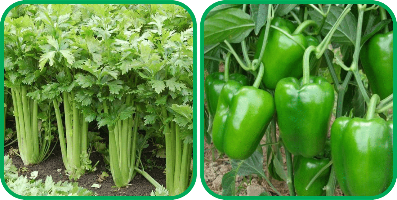     			Aero Seeds Capsicum ( 30 Seeds) And Celery ( 100 Seeds) Vegetable Seeds Pack