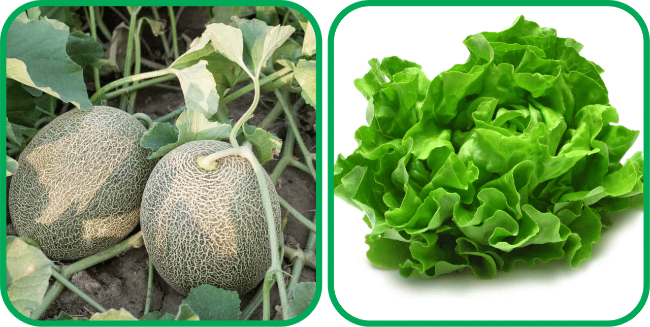 Aero Seeds Lettuce ( 100 Seeds) And Muskmelon ( 30 Seeds) Vegetable Seeds Pack Aero Seeds Lettuce ( 100 Seeds) And Muskmelon ( 30 Seeds) Vegetable Seeds Pack