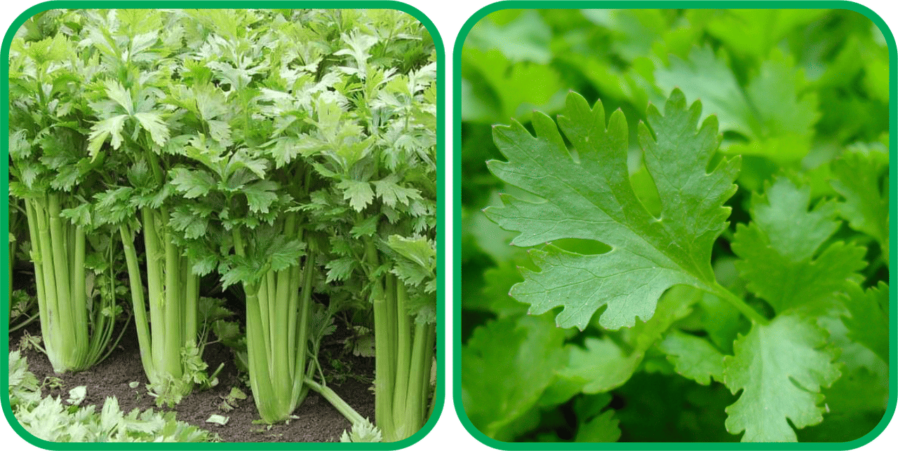     			Aero Seeds Parsley ( 100 Seeds) And Celery ( 100 Seeds) Vegetable Seeds Pack
