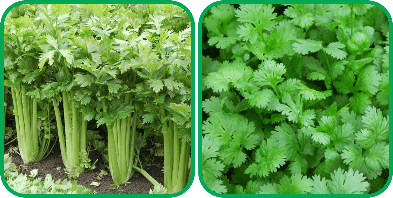 Aero Seeds Coriander (200 Seeds) And Celery ( 100 Seeds) Vegetable Seeds Pack Aero Seeds Coriander (200 Seeds) And Celery ( 100 Seeds) Vegetable Seeds Pack