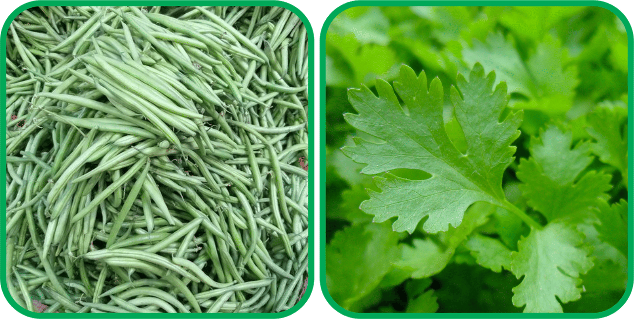 Aero Seeds Parsley ( 100 Seeds) And French Beans ( 30 Seeds) Vegetable Seeds Pack Aero Seeds Parsley ( 100 Seeds) And French Beans ( 30 Seeds) Vegetable Seeds Pack