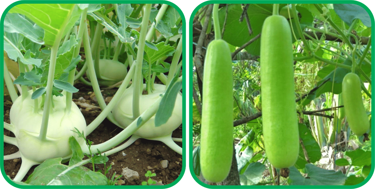 Aero Seeds Bottle Gourd Long ( 30 Seeds) And Knol Khol ( 50 Seeds) Vegetable Seeds Pack Aero Seeds Bottle Gourd Long ( 30 Seeds) And Knol Khol ( 50 Seeds) Vegetable Seeds Pack