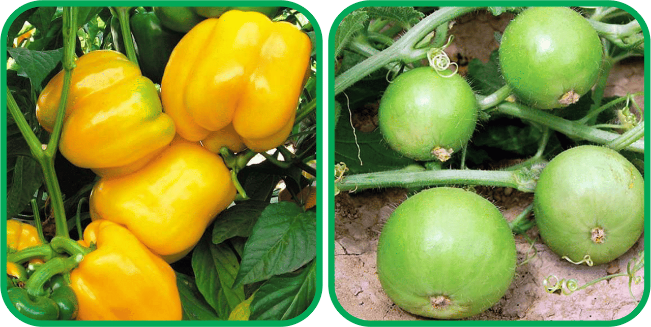     			Aero Seeds Basil Green ( 100 Seeds) And Capsicum Yellow ( 30 Seeds) Vegetable Seeds Pack