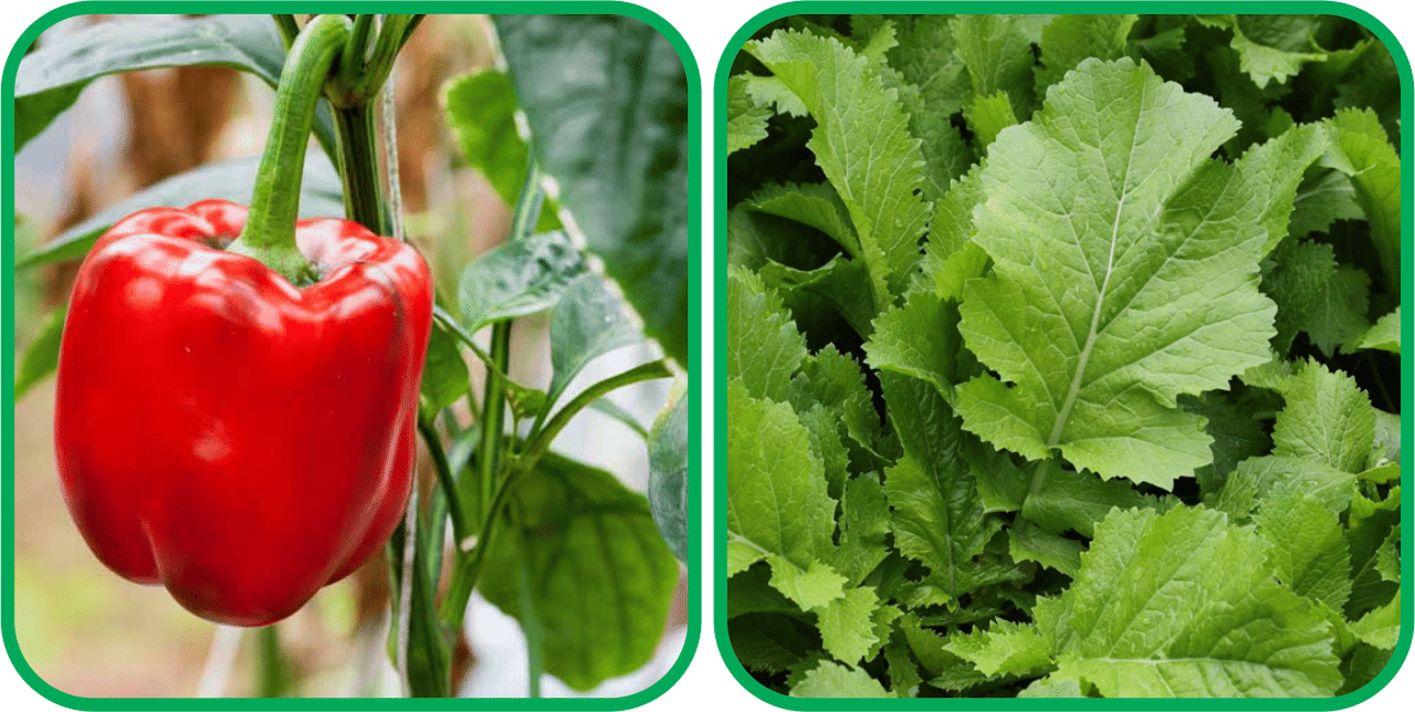Aero Seeds Spinach (200 Seeds) And Capsicum Red ( 30 Seeds) Vegetable Seeds Pack Aero Seeds Spinach (200 Seeds) And Capsicum Red ( 30 Seeds) Vegetable Seeds Pack