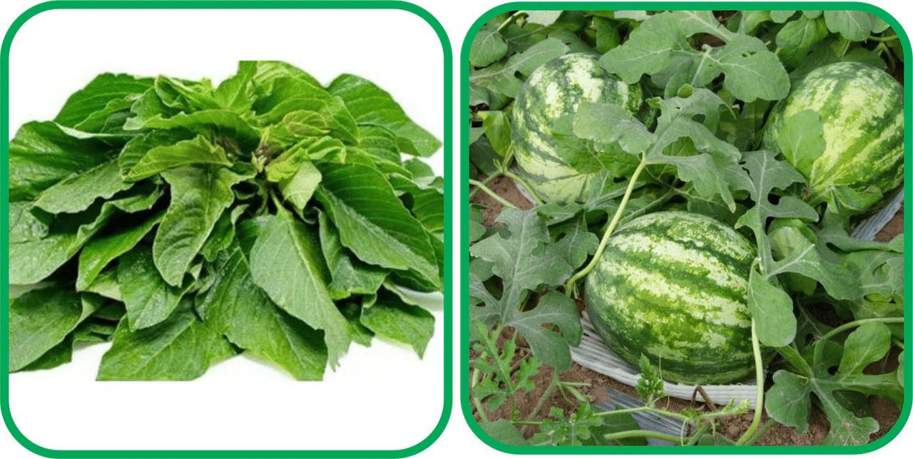 Aero Seeds Watermelon ( 30 Seeds) And Green Amaranth ( 200 Seeds) Vegetable Seeds Pack Aero Seeds Watermelon ( 30 Seeds) And Green Amaranth ( 200 Seeds) Vegetable Seeds Pack