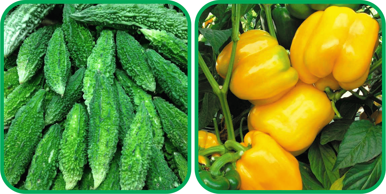 Aero Seeds Capsicum Yellow ( 30 Seeds) And Bitter Gourd ( 30 Seeds) Vegetable Seeds Pack