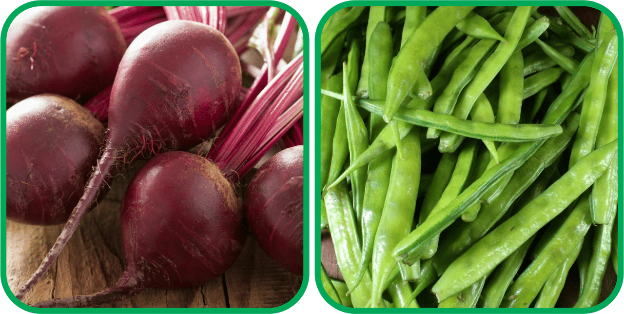    			Aero Seeds Cluster Beans ( 50 Seeds) And Beetroot ( 100 Seeds) Vegetable Seeds Pack
