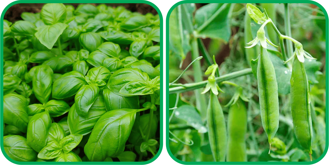     			Aero Seeds Peas ( 30 Seeds) And Basil Green ( 100 Seeds) Vegetable Seeds Pack