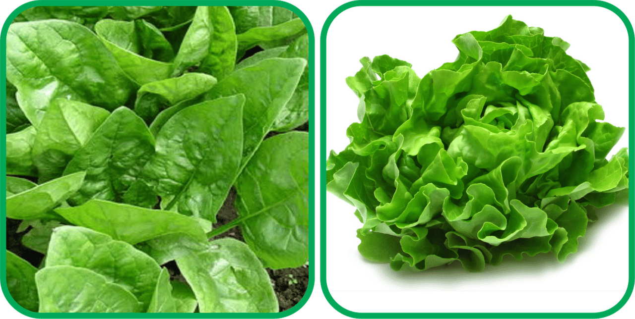     			Aero Seeds Lettuce ( 100 Seeds) And Spinach (200 Seeds) Vegetable Seeds Pack
