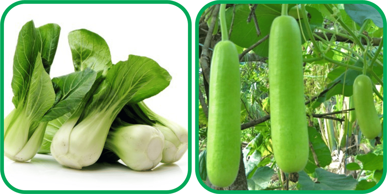 Aero Seeds Bottle Gourd Long ( 30 Seeds) And Pak Choi ( 50 Seeds) Vegetable Seeds Pack Aero Seeds Bottle Gourd Long ( 30 Seeds) And Pak Choi ( 50 Seeds) Vegetable Seeds Pack