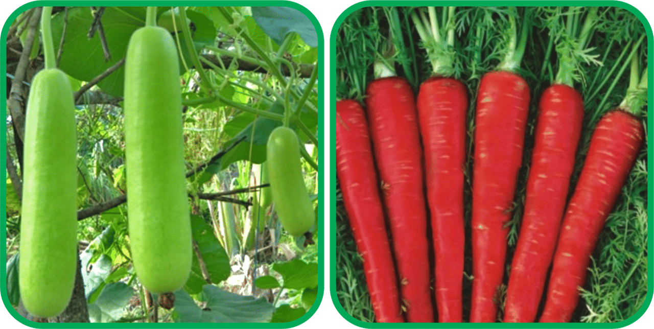 Aero Seeds Red Carrot ( 200 Seeds) And Bottle Gourd Long ( 30 Seeds) Vegetable Seeds Pack     			Aero Seeds Red Carrot ( 200 Seeds) And Bottle Gourd Long ( 30 Seeds) Vegetable Seeds Pack