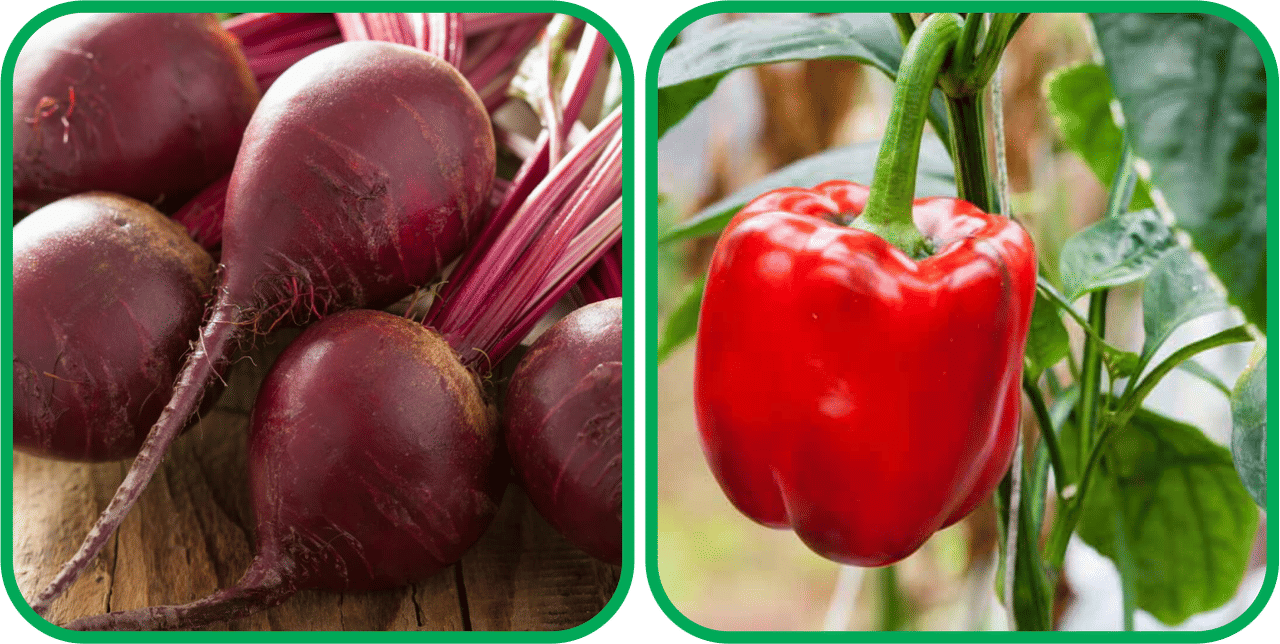 Aero Seeds Capsicum Red ( 30 Seeds) And Beetroot ( 100 Seeds) Vegetable Seeds Pack Aero Seeds Capsicum Red ( 30 Seeds) And Beetroot ( 100 Seeds) Vegetable Seeds Pack