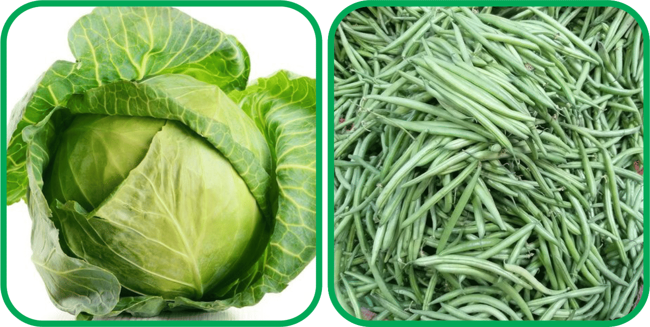 Aero Seeds French Beans ( 30 Seeds) And Cabbage ( 50 Seeds) Vegetable Seeds Pack Aero Seeds French Beans ( 30 Seeds) And Cabbage ( 50 Seeds) Vegetable Seeds Pack