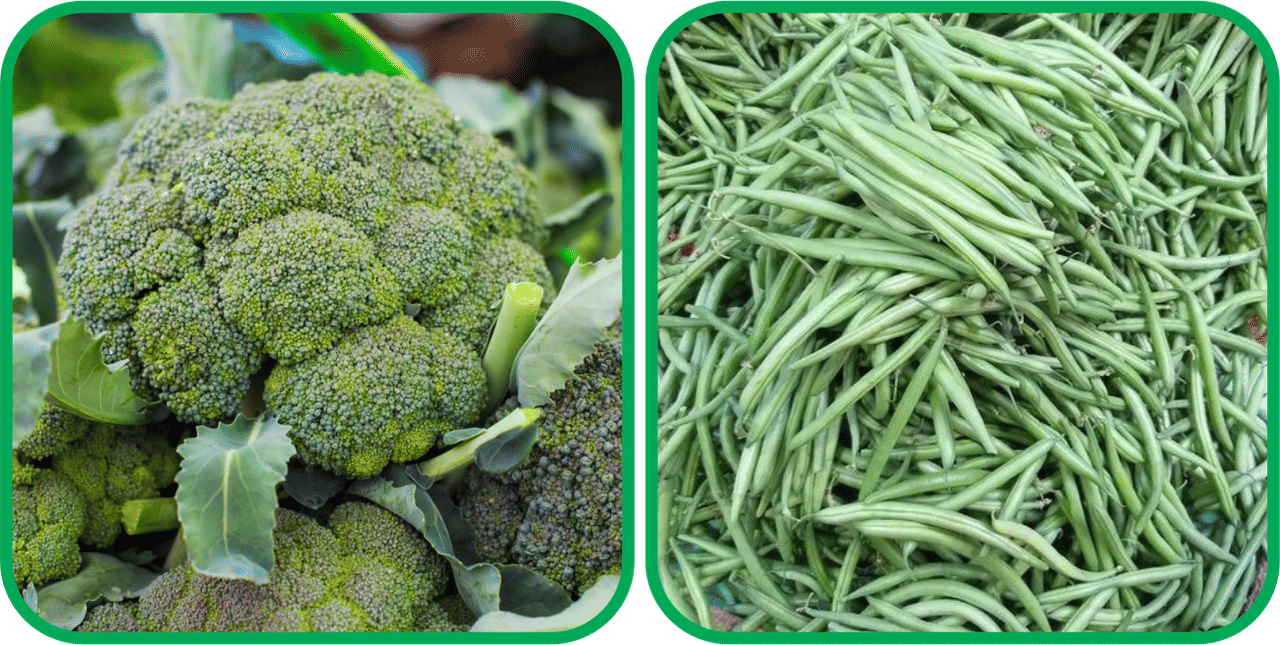     			Aero Seeds French Beans ( 30 Seeds) And Broccoli ( 50 Seeds) Vegetable Seeds Pack