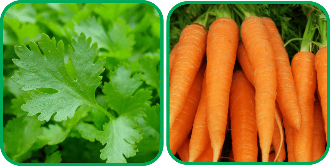     			Aero Seeds English Carrot ( 100 Seeds) And Parsley ( 100 Seeds) Vegetable Seeds Pack