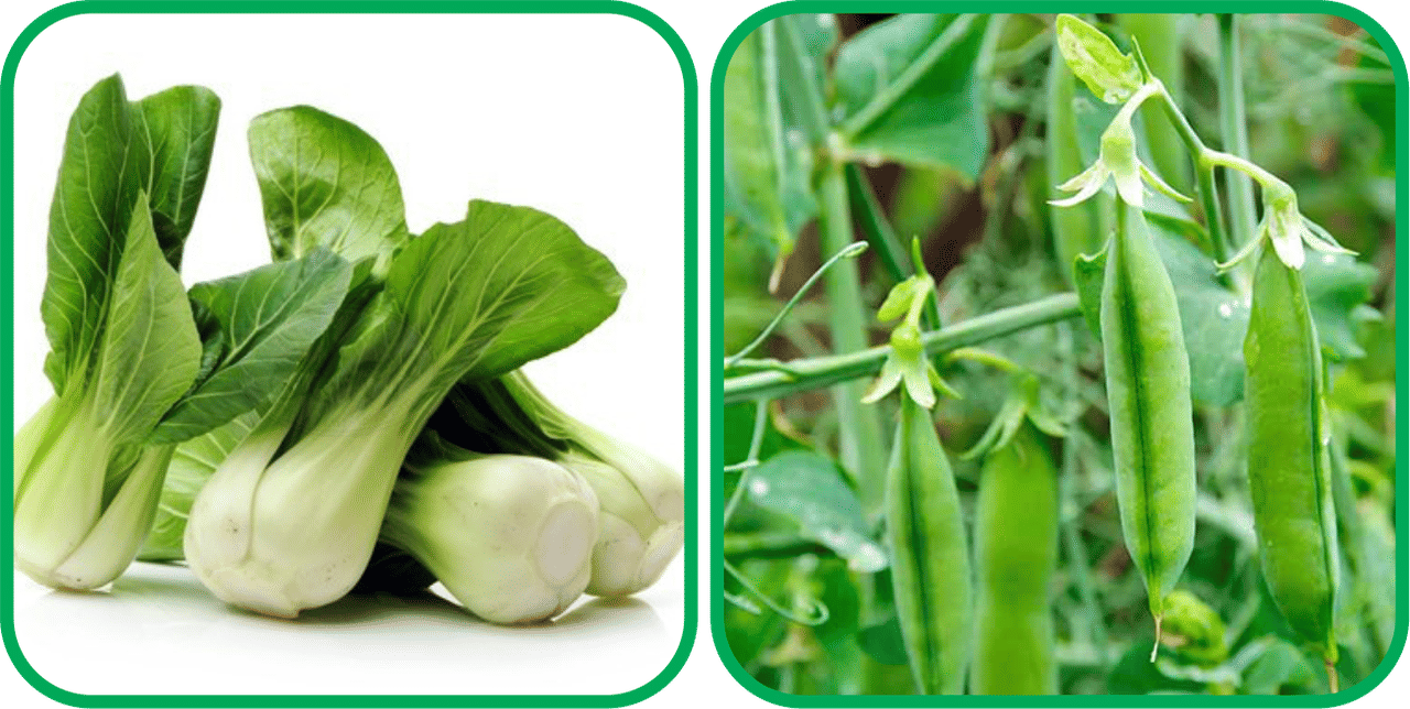     			Aero Seeds Peas ( 30 Seeds) And Pak Choi ( 50 Seeds) Vegetable Seeds Pack