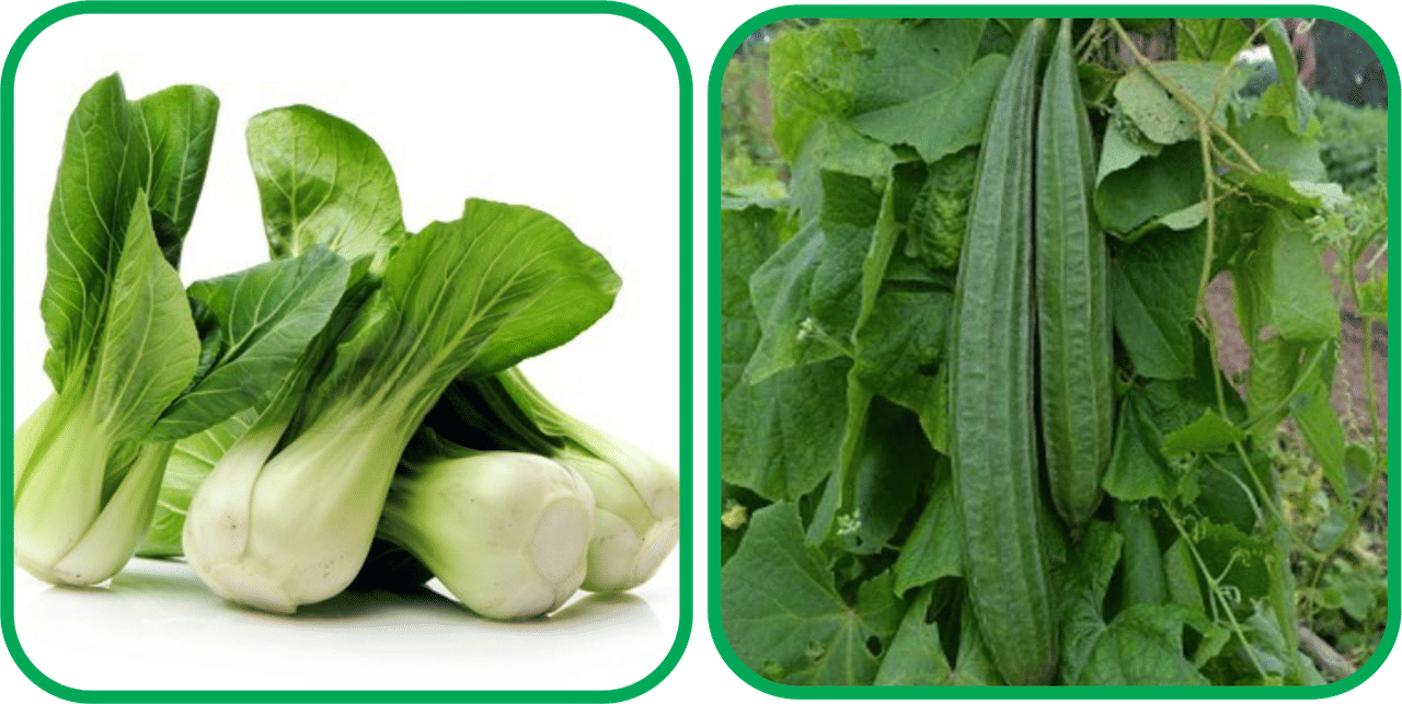 Aero Seeds Ridge Gourd (30 Seeds) And Pak Choi ( 50 Seeds) Vegetable Seeds Pack Aero Seeds Ridge Gourd (30 Seeds) And Pak Choi ( 50 Seeds) Vegetable Seeds Pack