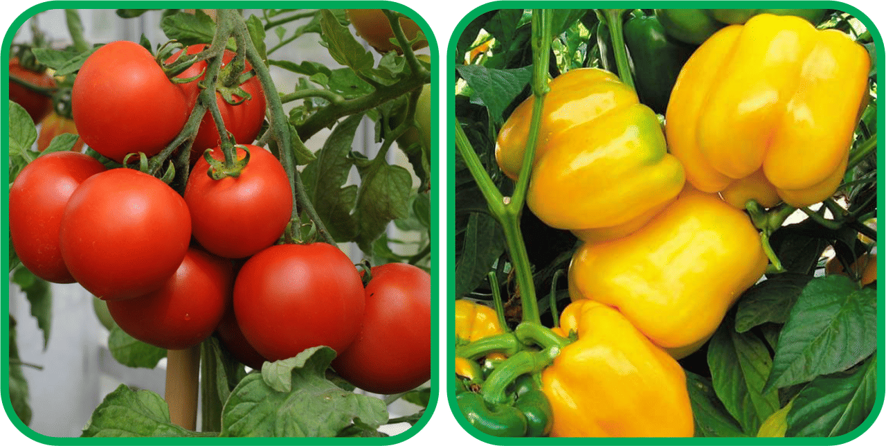     			Aero Seeds Capsicum Yellow ( 30 Seeds) And Tomato ( 50 Seeds) Vegetable Seeds Pack