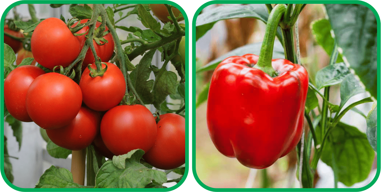 Aero Seeds Capsicum Red ( 30 Seeds) And Tomato ( 50 Seeds) Vegetable Seeds Pack     			Aero Seeds Capsicum Red ( 30 Seeds) And Tomato ( 50 Seeds) Vegetable Seeds Pack