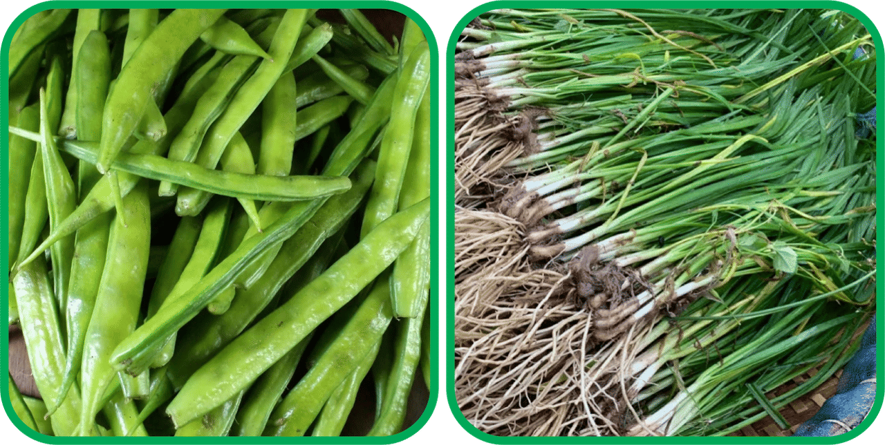 Aero Seeds Garlic Chives ( 50 Seeds) And Cluster Beans ( 50 Seeds) Vegetable Seeds Pack