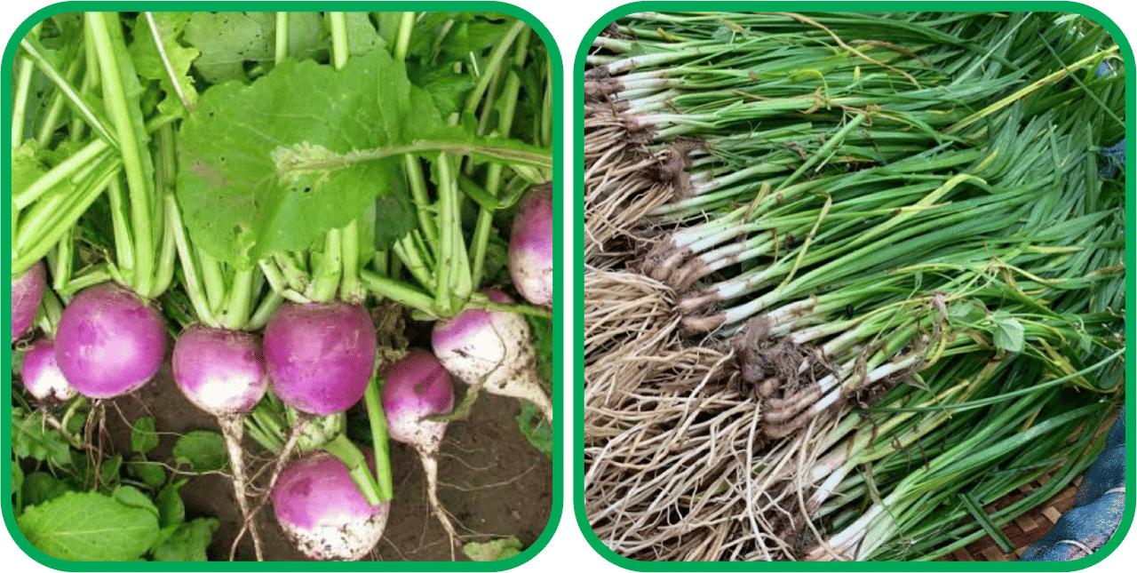     			Aero Seeds Garlic Chives ( 50 Seeds) And Turnip ( 100 Seeds) Vegetable Seeds Pack