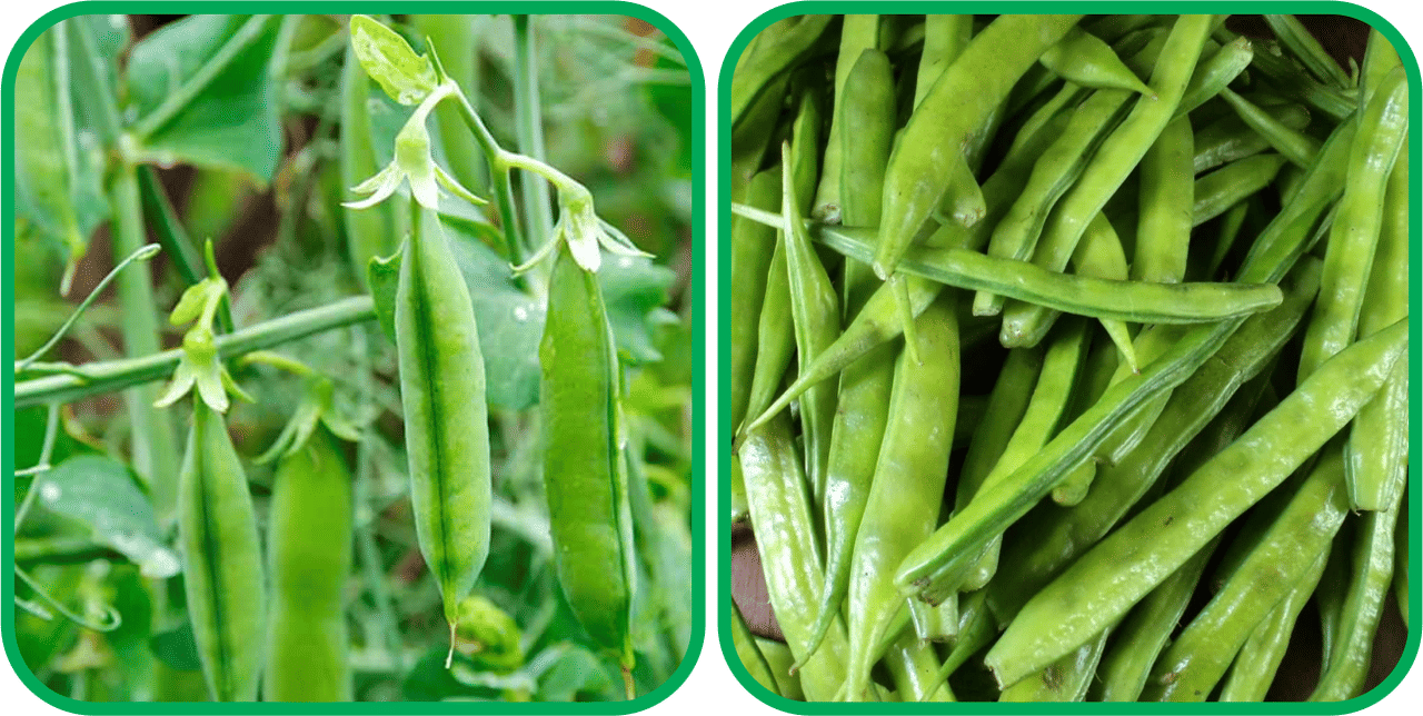     			Aero Seeds Cluster Beans ( 50 Seeds) And Peas ( 30 Seeds) Vegetable Seeds Pack