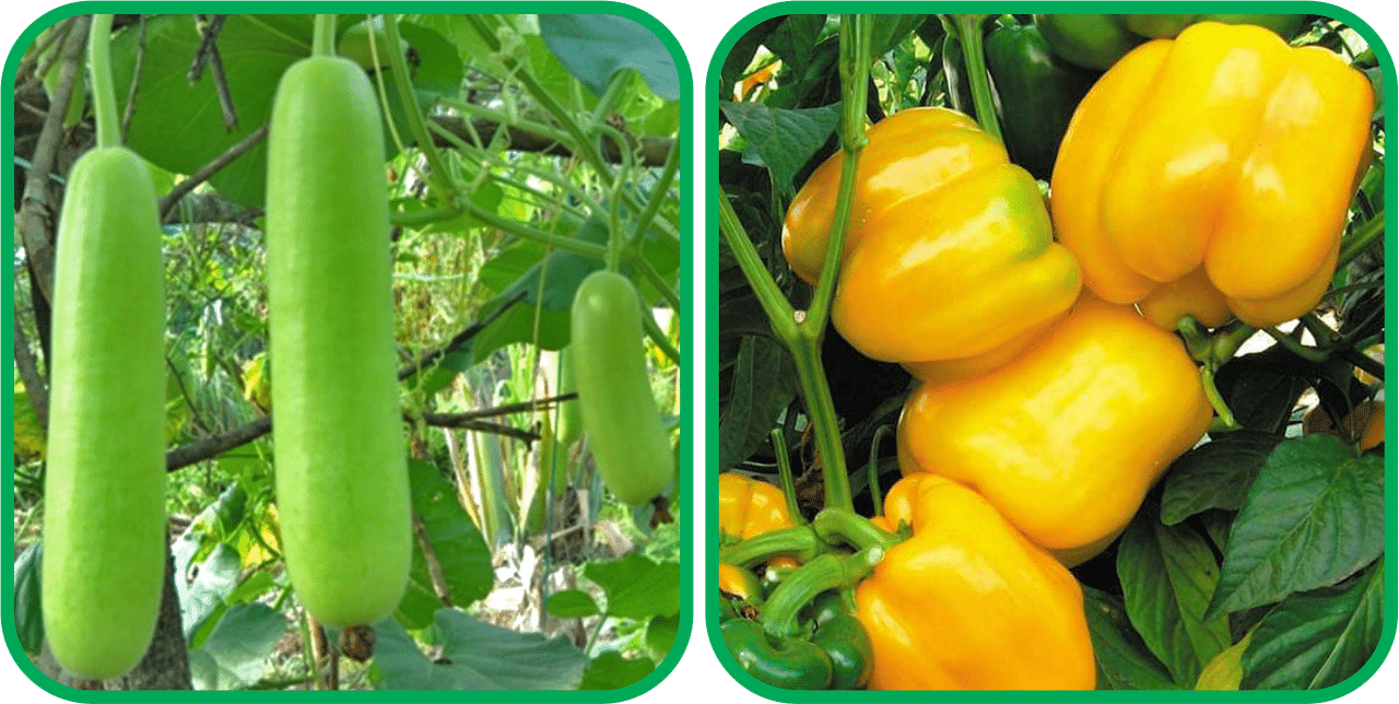 Aero Seeds Capsicum Yellow ( 30 Seeds) And Bottle Gourd Long ( 30 Seeds) Vegetable Seeds Pack Aero Seeds Capsicum Yellow ( 30 Seeds) And Bottle Gourd Long ( 30 Seeds) Vegetable Seeds Pack