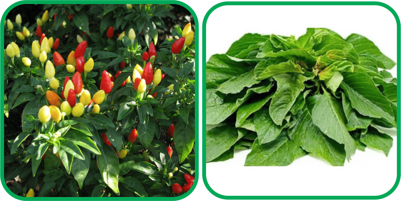 Aero Seeds Green Amaranth ( 200 Seeds) And Ornamental Chilli ( 30 Seeds) Vegetable Seeds Pack Aero Seeds Green Amaranth ( 200 Seeds) And Ornamental Chilli ( 30 Seeds) Vegetable Seeds Pack
