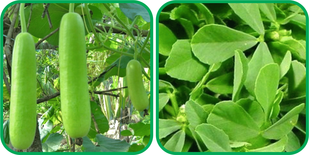Aero Seeds Fenugreek (200 Seeds) And Bottle Gourd Long ( 30 Seeds) Vegetable Seeds Pack Aero Seeds Fenugreek (200 Seeds) And Bottle Gourd Long ( 30 Seeds) Vegetable Seeds Pack
