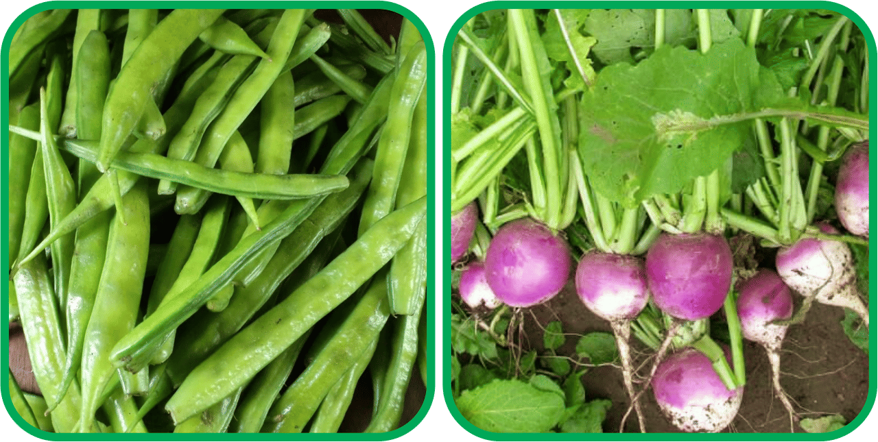     			Aero Seeds Turnip ( 100 Seeds) And Cluster Beans ( 50 Seeds) Vegetable Seeds Pack