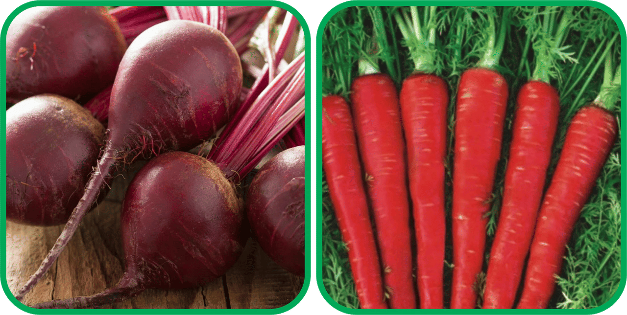     			Aero Seeds Red Carrot ( 200 Seeds) And Beetroot ( 100 Seeds) Vegetable Seeds Pack