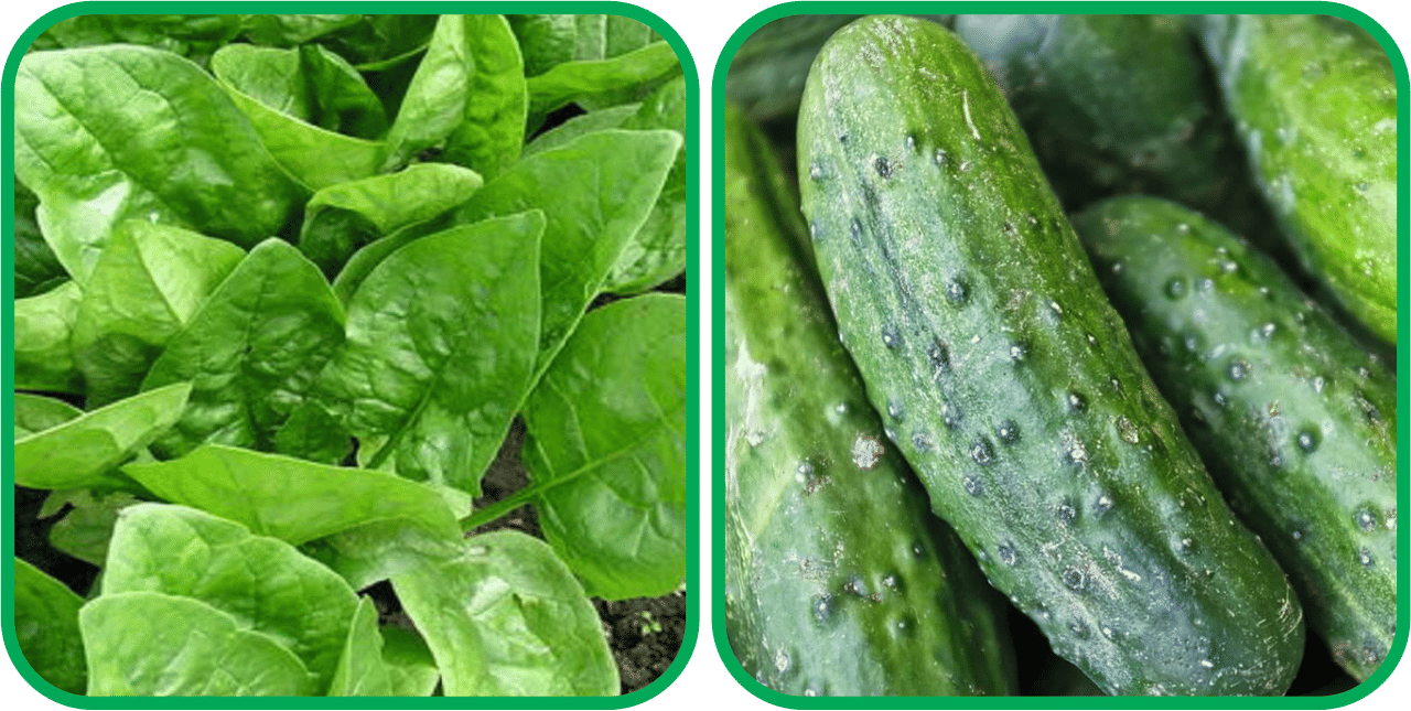 Aero Seeds Cucumber ( 30 Seeds) And Spinach (200 Seeds) Vegetable Seeds Pack Aero Seeds Cucumber ( 30 Seeds) And Spinach (200 Seeds) Vegetable Seeds Pack