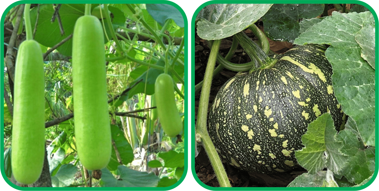     			Aero Seeds Pumpkin ( 30 Seeds) And Bottle Gourd Long ( 30 Seeds) Vegetable Seeds Pack