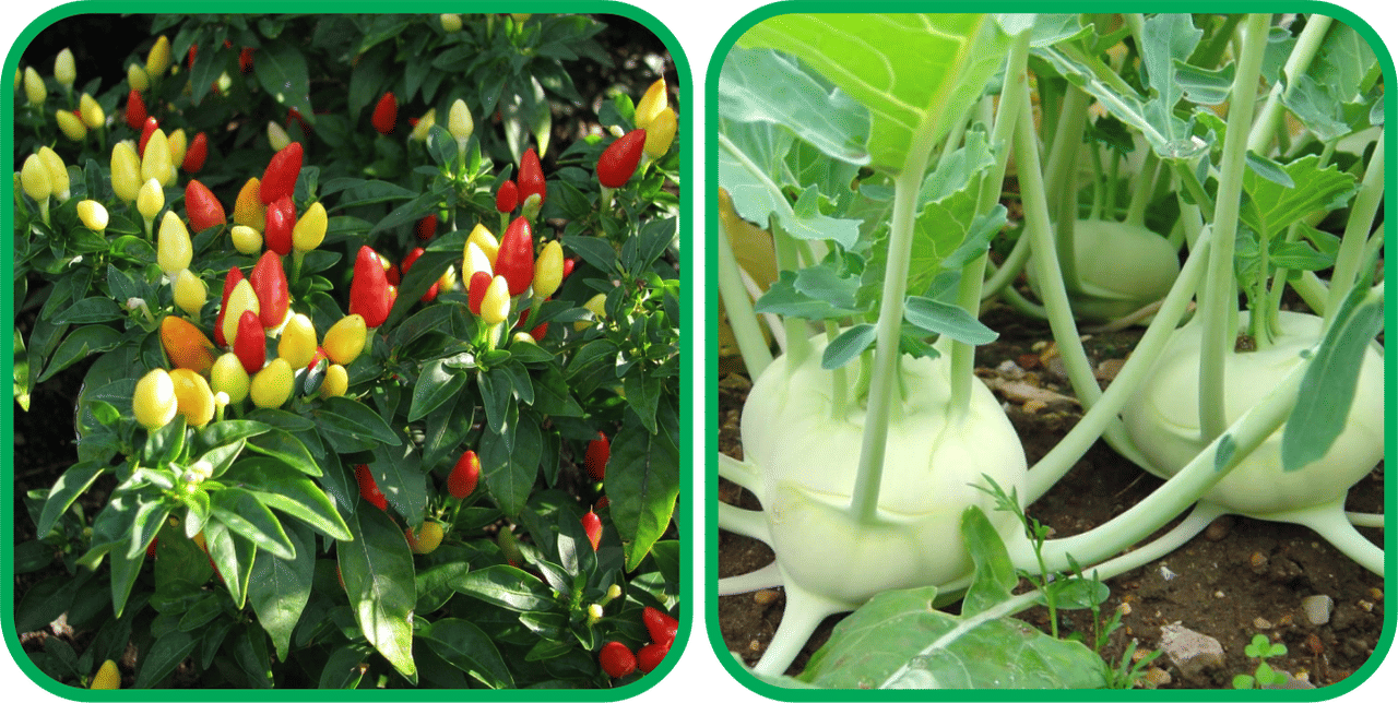 Aero Seeds Knol Khol ( 50 Seeds) And Ornamental Chilli ( 30 Seeds) Vegetable Seeds Pack Aero Seeds Knol Khol ( 50 Seeds) And Ornamental Chilli ( 30 Seeds) Vegetable Seeds Pack