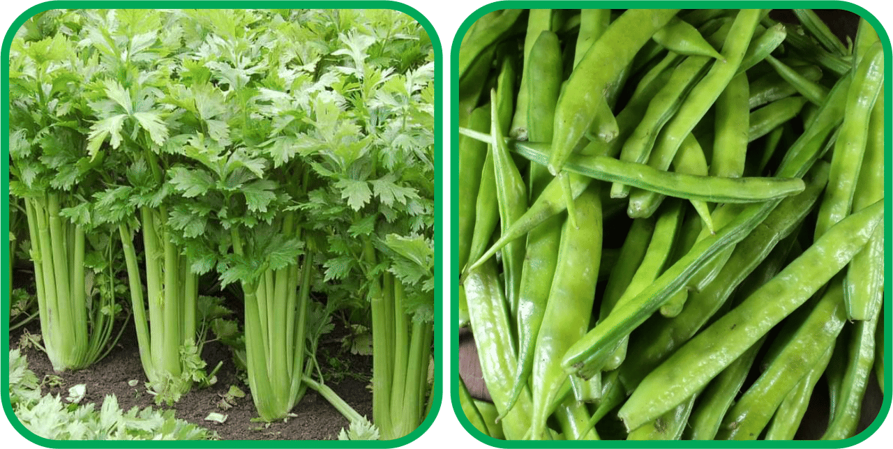     			Aero Seeds Cluster Beans ( 50 Seeds) And Celery ( 100 Seeds) Vegetable Seeds Pack