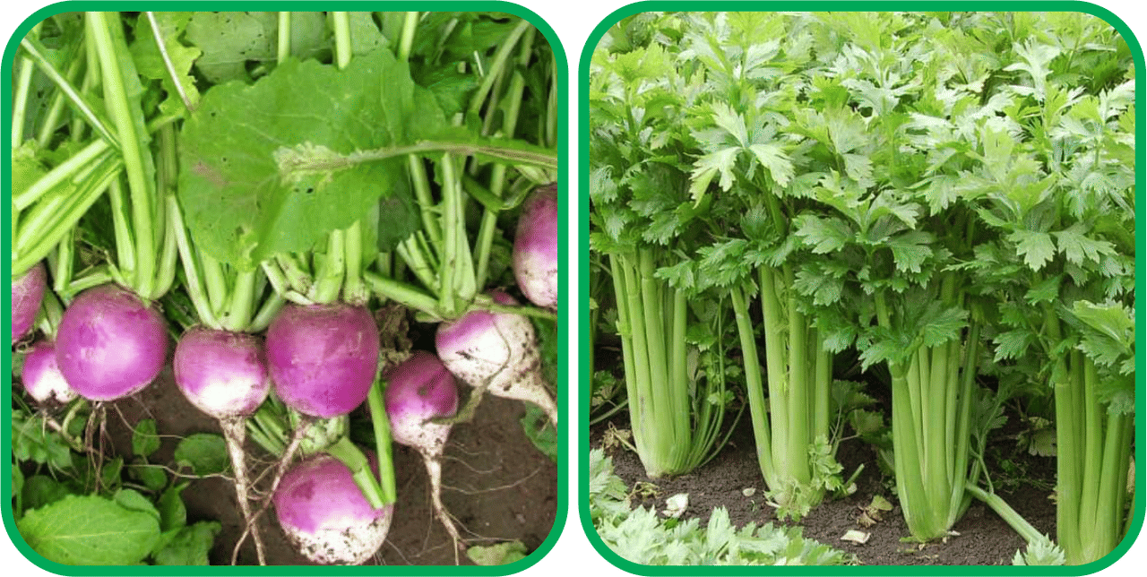 Aero Seeds Celery ( 100 Seeds) And Turnip ( 100 Seeds) Vegetable Seeds Pack Aero Seeds Celery ( 100 Seeds) And Turnip ( 100 Seeds) Vegetable Seeds Pack