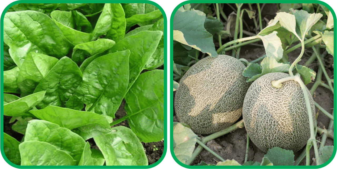     			Aero Seeds Muskmelon ( 30 Seeds) And Spinach (200 Seeds) Vegetable Seeds Pack