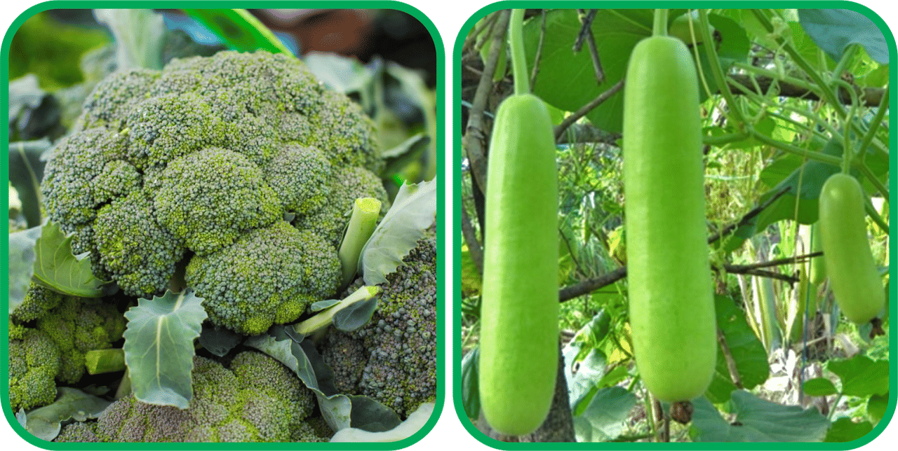 Aero Seeds Bottle Gourd Long ( 30 Seeds) And Broccoli ( 50 Seeds) Vegetable Seeds Pack Aero Seeds Bottle Gourd Long ( 30 Seeds) And Broccoli ( 50 Seeds) Vegetable Seeds Pack