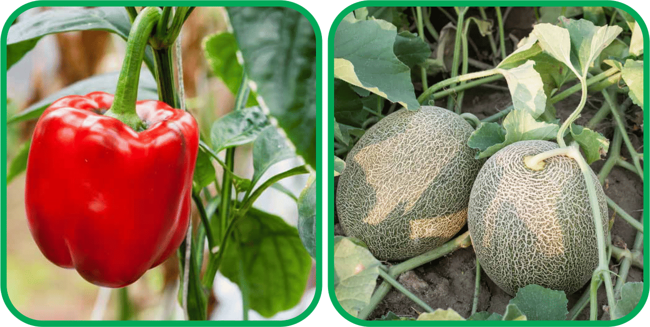     			Aero Seeds Muskmelon ( 30 Seeds) And Capsicum Red ( 30 Seeds) Vegetable Seeds Pack