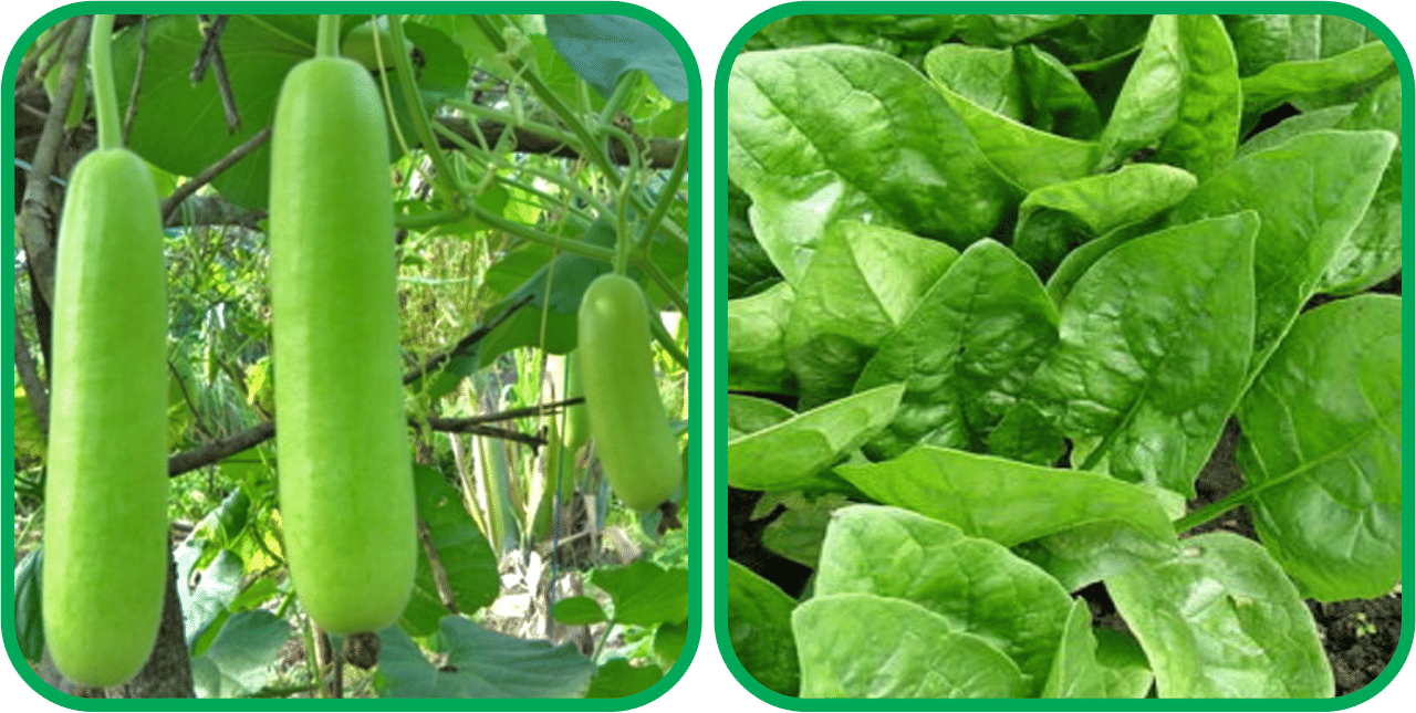     			Aero Seeds Mustard (200 Seeds And Bottle Gourd Long ( 30 Seeds) Vegetable Seeds Pack
