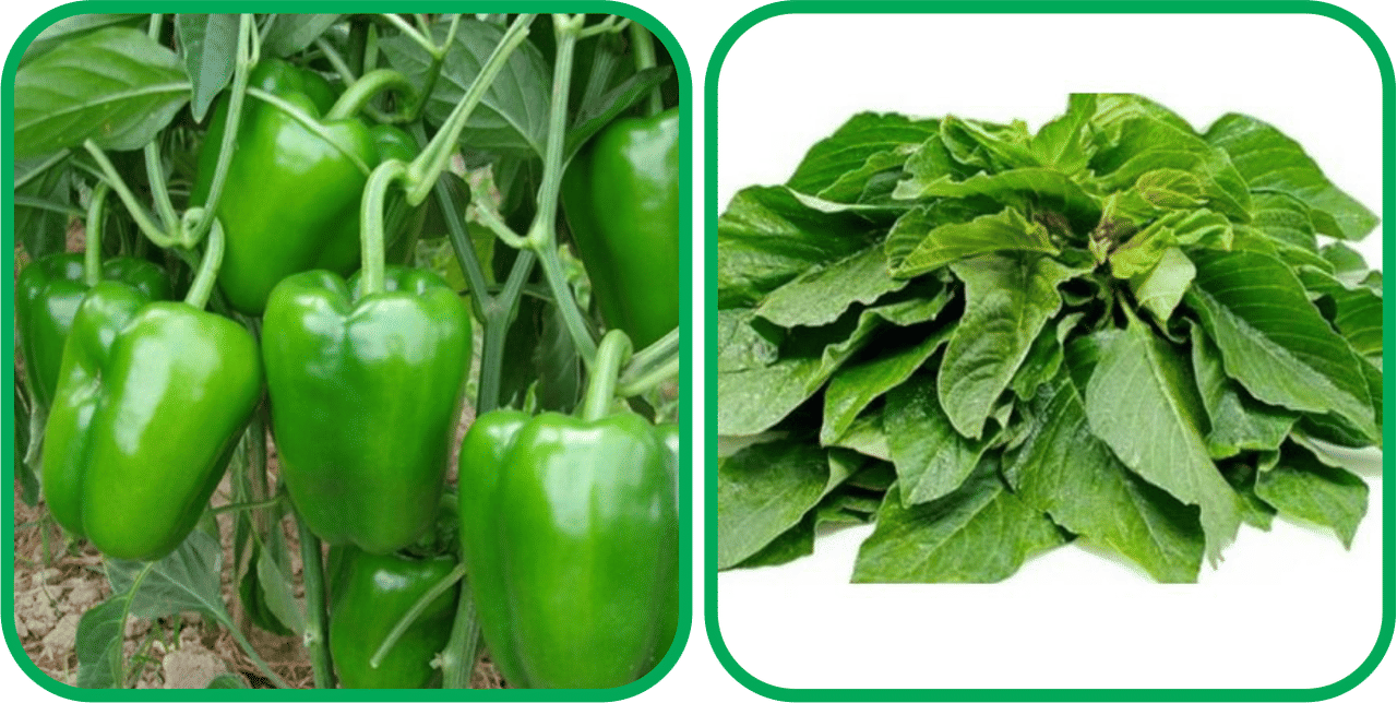     			Aero Seeds Green Amaranth ( 200 Seeds) And Capsicum ( 30 Seeds) Vegetable Seeds Pack