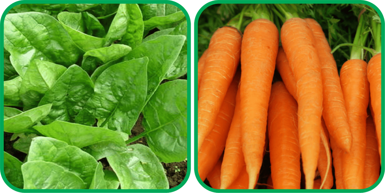 Aero Seeds English Carrot ( 100 Seeds) And Spinach (200 Seeds) Vegetable Seeds Pack Aero Seeds English Carrot ( 100 Seeds) And Spinach (200 Seeds) Vegetable Seeds Pack