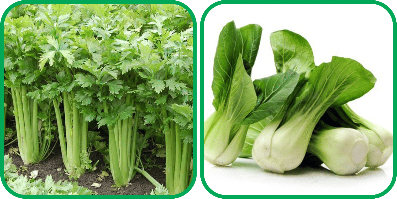 Aero Seeds Pak Choi ( 50 Seeds) And Celery ( 100 Seeds) Vegetable Seeds Pack Aero Seeds Pak Choi ( 50 Seeds) And Celery ( 100 Seeds) Vegetable Seeds Pack