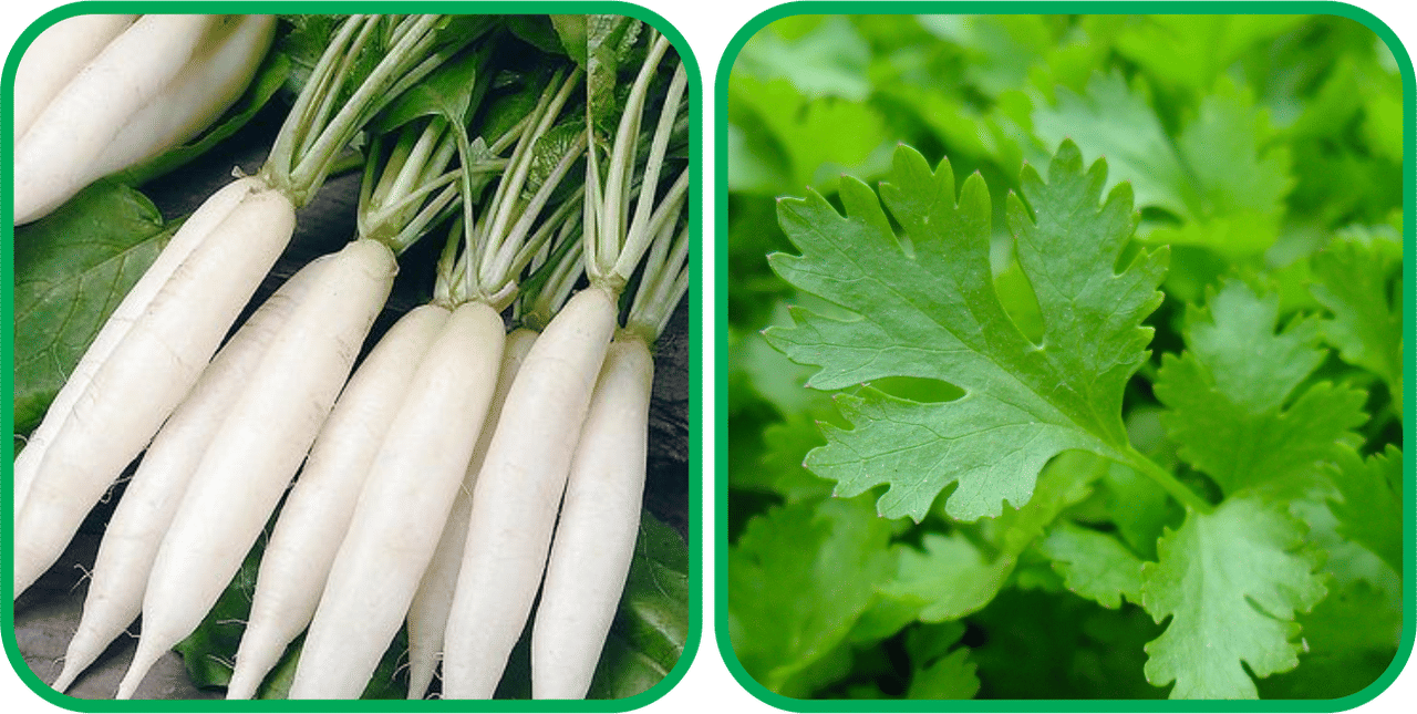 Aero Seeds Parsley ( 100 Seeds) And Radish White Long (100 Seeds) Vegetable Seeds Pack Aero Seeds Parsley ( 100 Seeds) And Radish White Long (100 Seeds) Vegetable Seeds Pack