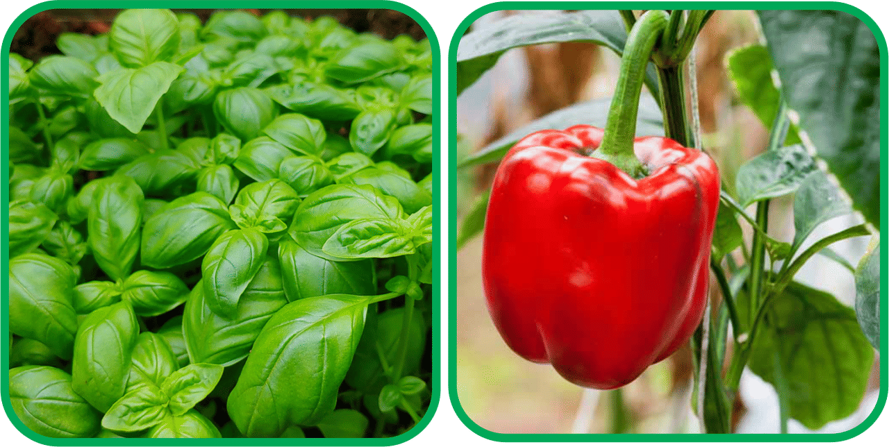 Aero Seeds Capsicum Red ( 30 Seeds) And Basil Green ( 100 Seeds) Vegetable Seeds Pack Aero Seeds Capsicum Red ( 30 Seeds) And Basil Green ( 100 Seeds) Vegetable Seeds Pack