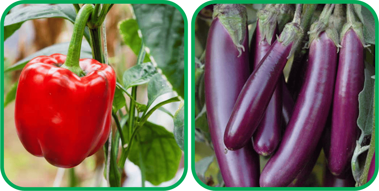 Aero Seeds Brinjal Purple Long (30 Seeds) And Capsicum Red ( 30 Seeds) Vegetable Seeds Pack Aero Seeds Brinjal Purple Long (30 Seeds) And Capsicum Red ( 30 Seeds) Vegetable Seeds Pack