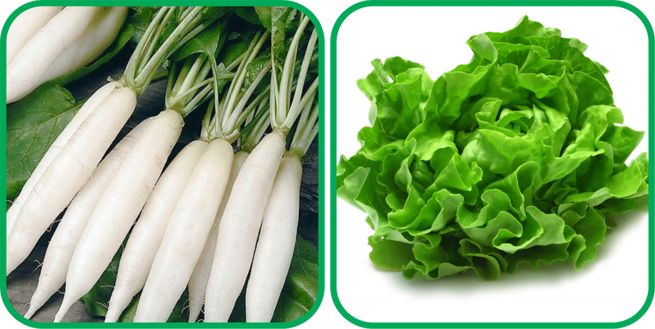     			Aero Seeds Lettuce ( 100 Seeds) And Radish White Long (100 Seeds) Vegetable Seeds Pack