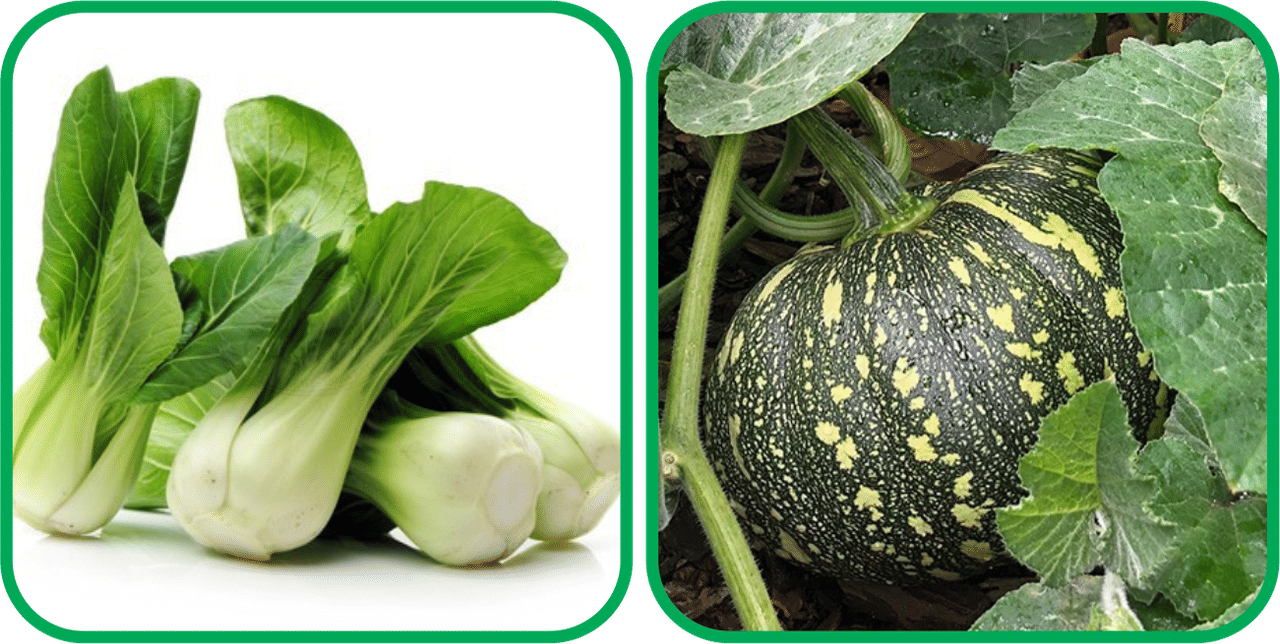     			Aero Seeds Pumpkin ( 30 Seeds) And Pak Choi ( 50 Seeds) Vegetable Seeds Pack
