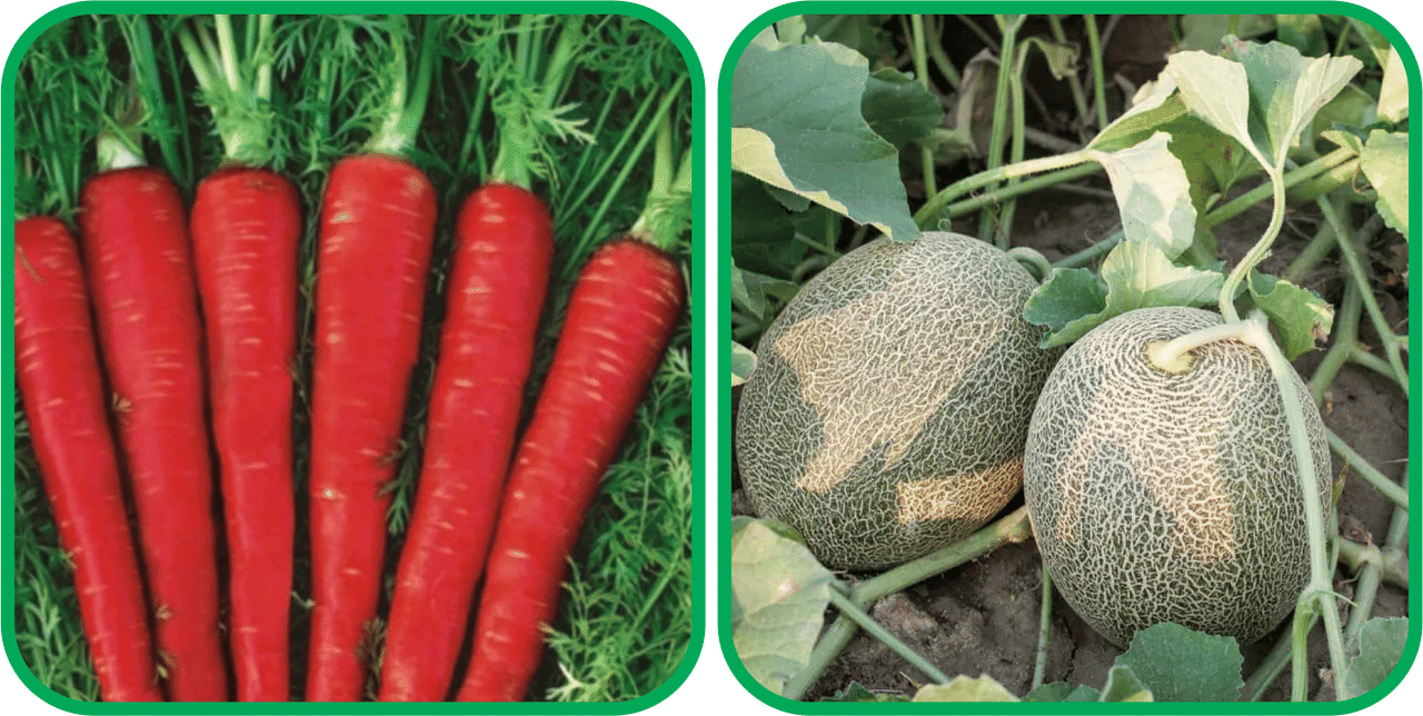 Aero Seeds Muskmelon ( 30 Seeds) And Red Carrot ( 200 Seeds) Vegetable Seeds Pack